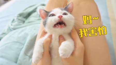 猫闺蜜的第365集视频，当铲屎官沦为配角的365个日夜